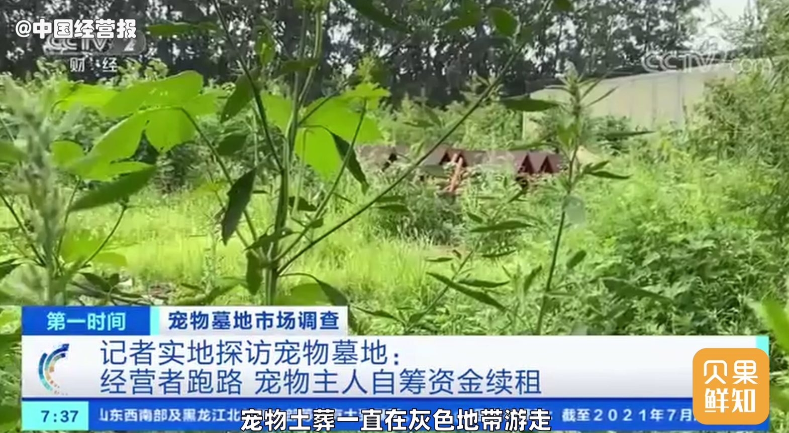 宠物天堂墓地_天使城宠物意昂4_天使宠物怎么样