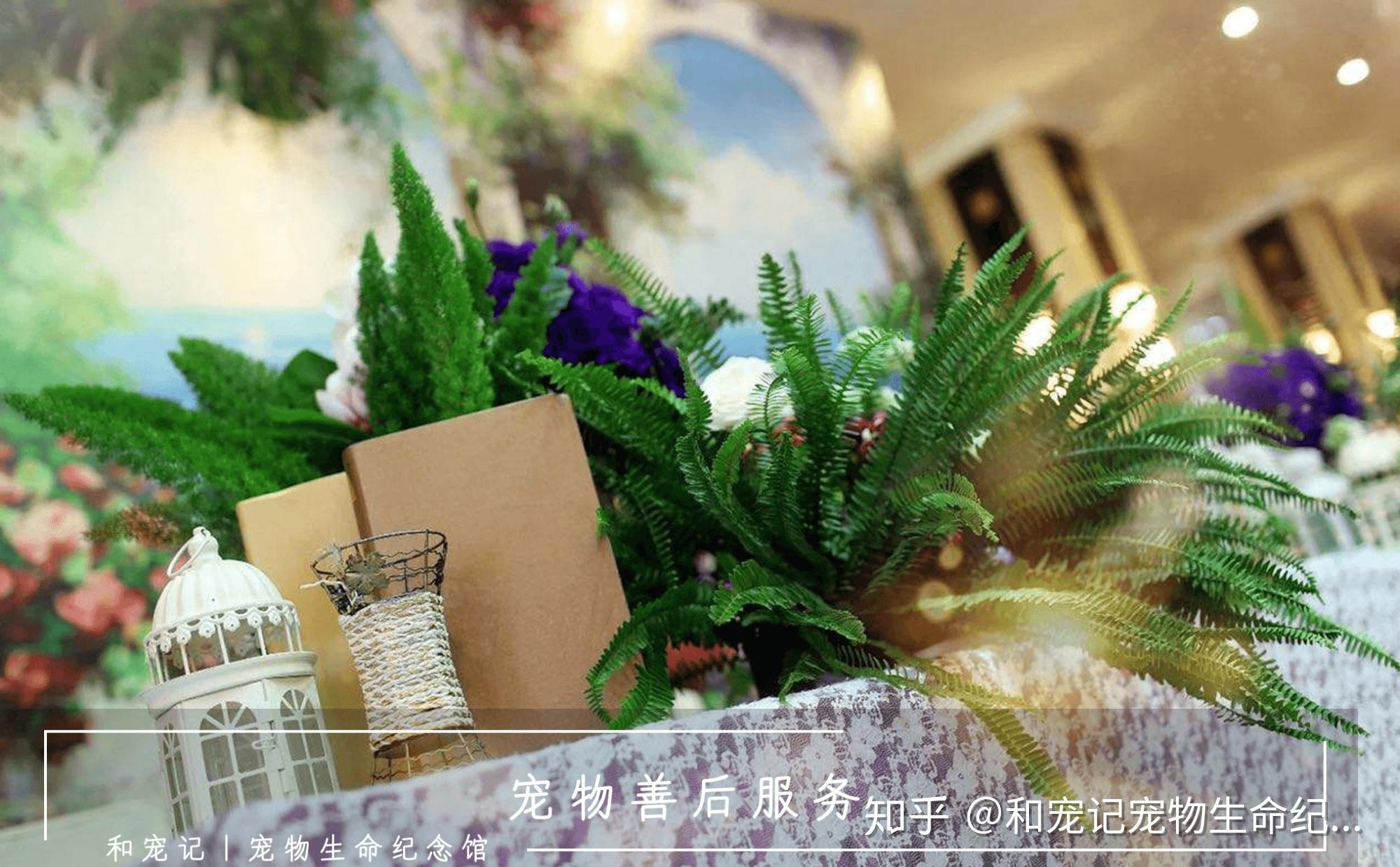 天使城宠物意昂4_宠物天堂墓地_天使宠物怎么样