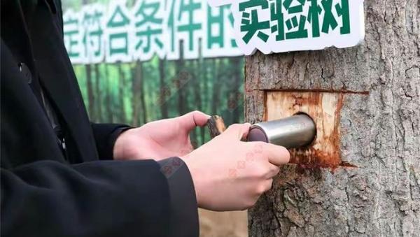 树葬是怎样的葬法_树葬政策_树葬