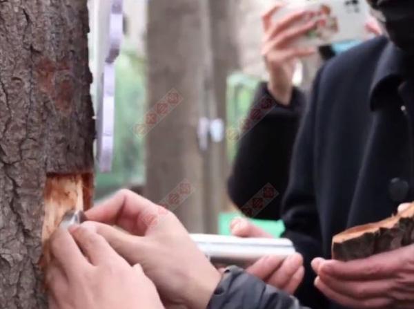树葬政策_树葬_树葬是怎样的葬法