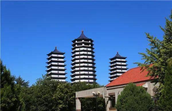 树葬的图片_树葬是怎样的葬法_树葬