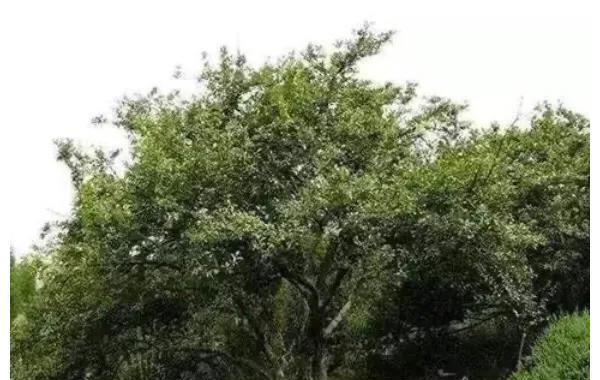 骊山陵墓是谁修建的_骊山陵墓修了多少年_骊山陵墓