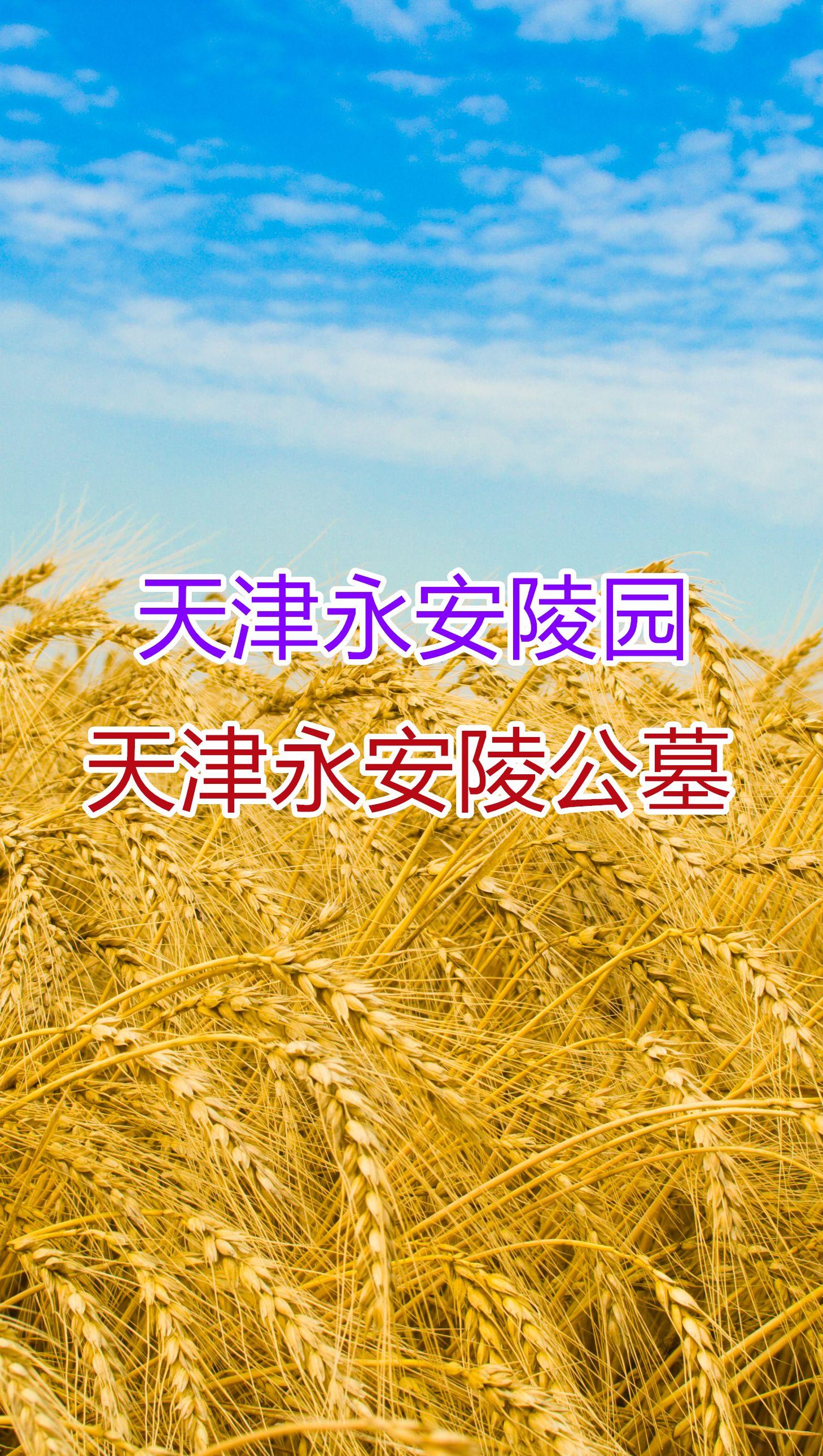 上海永安公墓多少钱一个_上海永安公墓_上海永安公墓价格