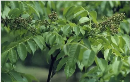 马王堆一号墓木棺椁_马王堆汉墓棺液_马王堆汉墓棺椁用的什么木材